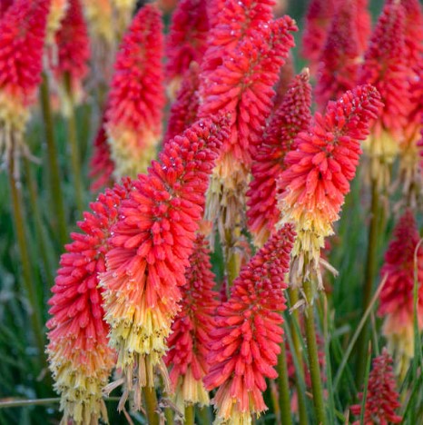 Red Hot Poker Rockets Red Glare