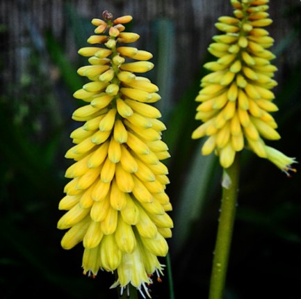 Red Hot Poker Sweet Corn