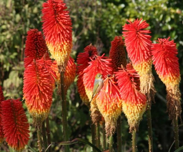 Red Hot Poker Winter Cheer