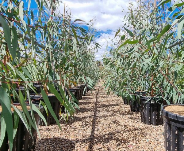 Red River Gum