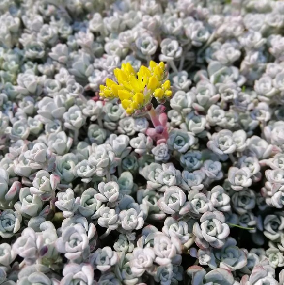 Sedum Cape Blanco