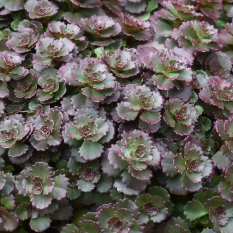 Sedum Chocolate Blob