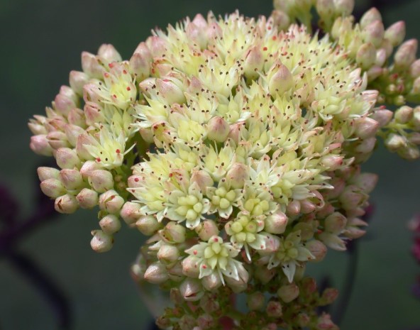 Sedum Gooseberry Fool