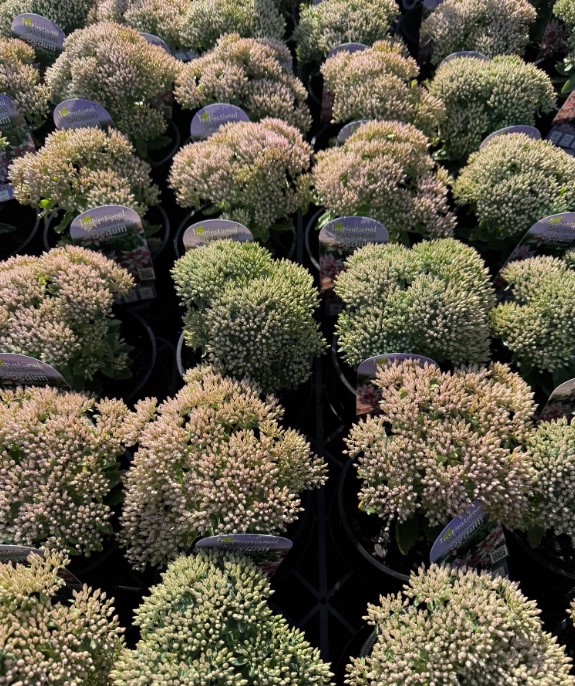 Sedum Pure Joy