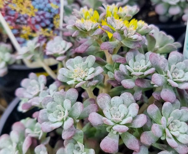 Sedum Purpurea