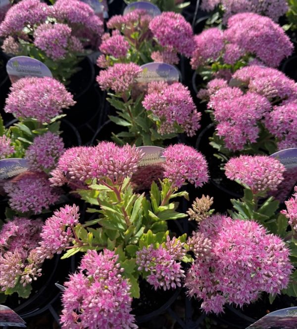 Sedum Rock Star