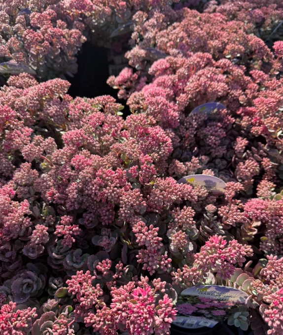 Sedum Rose Carpet