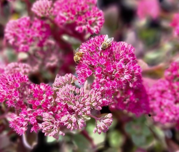 Sedum Ruby Glow