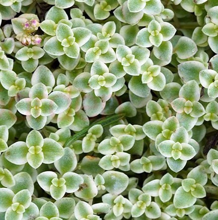 Sedum Speckled Blob