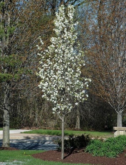 Mini Capital Ornamental Pear